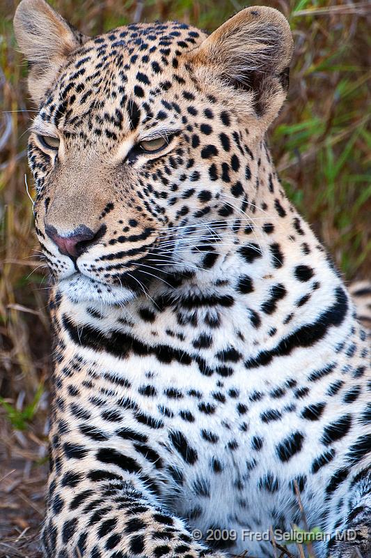 20090615_100154 D300 (4) X1.jpg - Leopard in Okavanga Delta, Botswana